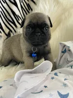 Pedro, a male Pug for sale in Apple Valley, CA – 2 of 6