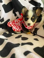 Natalie , a male Pembroke Welsh Corgi for sale in Apple Valley, CA – 2 of 8