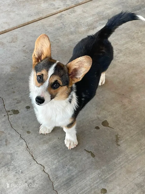 Stella  – Pembroke Welsh Corgi puppy for sale in Apple Valley, CA