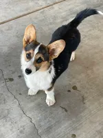 Stella , a female Pembroke Welsh Corgi for sale in Apple Valley, CA – 1 of 7