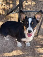 Bonnie-Auggie , a female Pembroke Welsh Corgi and Toy Australian Shepherd for sale in Apple Valley, CA – 4 of 7