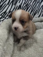 Grey , a male Pembroke Welsh Corgi for sale in Apple Valley, CA – Photo 2 of 5