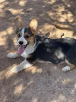 Sina, a male Pembroke Welsh Corgi for sale in Apple Valley, CA – 2 of 6