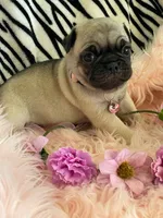 Penny , a female Pug for sale in Apple Valley, CA – 5 of 7
