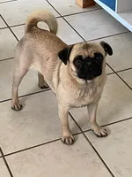 Petey, a male Pug for sale in Apple Valley, CA – 6 of 7
