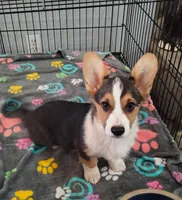 Sina, a male Cardigan Welsh Corgi and Pembroke Welsh Corgi for sale in Apple Valley, CA – 3 of 5