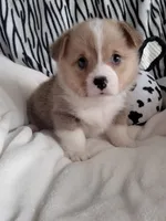 White , a male Pembroke Welsh Corgi for sale in Apple Valley, CA – Photo 4 of 8