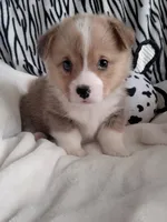 White , a male Pembroke Welsh Corgi for sale in Apple Valley, CA – Photo 3 of 8