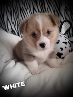 White , a male Pembroke Welsh Corgi for sale in Apple Valley, CA – Photo 1 of 8