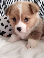 White , a male Pembroke Welsh Corgi for sale in Apple Valley, CA – Photo 2 of 8