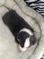 Blue - Auggie , a male Toy Australian Shepherd for sale in Apple Valley, CA – Photo 2 of 4