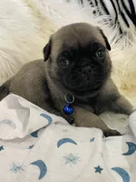 Pedro, a male Pug for sale in Apple Valley, CA – 3 of 6