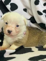 Clara - Triple Clear - AKC, a female Pembroke Welsh Corgi for sale in Apple Valley, CA – 3 of 8