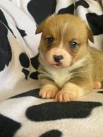 China - Triple Clear - Full AKC, a female Pembroke Welsh Corgi for sale in Apple Valley, CA – 2 of 8