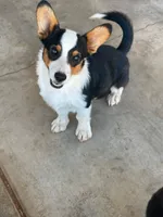 Chewy  Sale Day 6/27 ONLY , a male Pembroke Welsh Corgi for sale in Apple Valley, CA – 2 of 9