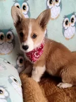 Chester , a male Pembroke Welsh Corgi for sale in Apple Valley, CA – Photo 2 of 6