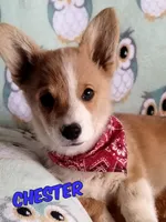 Chester , a male Pembroke Welsh Corgi for sale in Apple Valley, CA – Photo 1 of 6