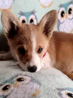 Chester , a male Pembroke Welsh Corgi for sale in Apple Valley, CA – Photo 3 of 6