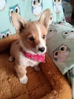 Chester , a male Pembroke Welsh Corgi for sale in Apple Valley, CA – Photo 4 of 6