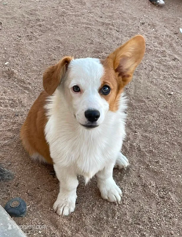 Chloe  – Pembroke Welsh Corgi puppy for sale in Apple Valley, CA