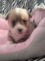 Dpink Collar , a female Pembroke Welsh Corgi for sale in Apple Valley, CA – Photo 2 of 5