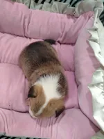 Dpink Collar , a female Pembroke Welsh Corgi for sale in Apple Valley, CA – Photo 3 of 5