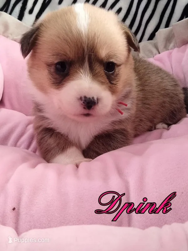 Dpink Collar 