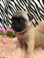 Piper , a female Pug for sale in Apple Valley, CA – 3 of 7