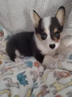 Charlie - Ready now, a male Pembroke Welsh Corgi for sale in Apple Valley, CA – Photo 3 of 6