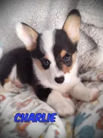 Charlie - Ready now, a male Pembroke Welsh Corgi for sale in Apple Valley, CA – Photo 1 of 6
