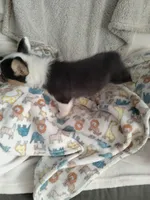 Charlie - Ready now, a male Pembroke Welsh Corgi for sale in Apple Valley, CA – Photo 4 of 6