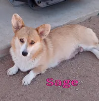 Sina - Natural tail, a male Cardigan Welsh Corgi and Pembroke Welsh Corgi for sale in Apple Valley, CA – Photo 5 of 6