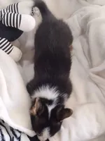 Sina - Natural tail, a male Cardigan Welsh Corgi and Pembroke Welsh Corgi for sale in Apple Valley, CA – Photo 4 of 6