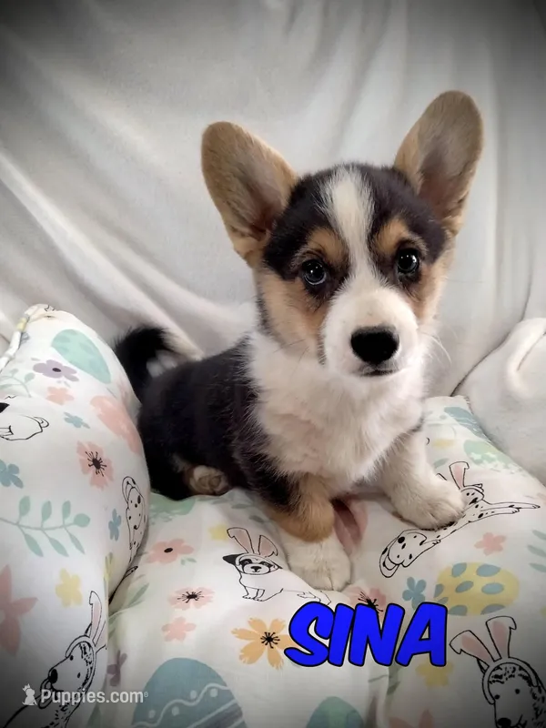Sina - Price listed today Only – Cardigan Welsh Corgi, Pembroke Welsh Corgi puppy for sale in Apple Valley, CA