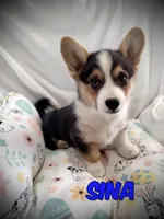 Sina - Natural tail, a male Cardigan Welsh Corgi and Pembroke Welsh Corgi for sale in Apple Valley, CA – Photo 1 of 6