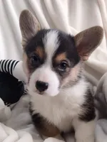 Sina - Natural tail, a male Cardigan Welsh Corgi and Pembroke Welsh Corgi for sale in Apple Valley, CA – Photo 3 of 6