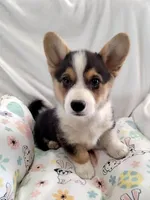 Sina - Natural tail, a male Cardigan Welsh Corgi and Pembroke Welsh Corgi for sale in Apple Valley, CA – Photo 2 of 6