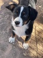 Bindy - Auggie, a female Pembroke Welsh Corgi and Toy Australian Shepherd for sale in Apple Valley, CA – 5 of 8
