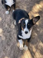 Bonnie-Auggie , a female Pembroke Welsh Corgi and Toy Australian Shepherd for sale in Apple Valley, CA – 2 of 7