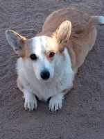 Natalie , a male Pembroke Welsh Corgi for sale in Apple Valley, CA – 6 of 8