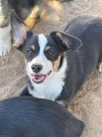 Blue - Auggie , a male Pembroke Welsh Corgi and Toy Australian Shepherd for sale in Apple Valley, CA – 3 of 7