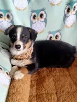 Bonnie-Auggie , a male Pembroke Welsh Corgi and Toy Australian Shepherd for sale in Apple Valley, CA – Photo 2 of 5