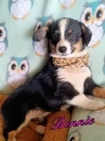 Bonnie-Auggie , a male Pembroke Welsh Corgi and Toy Australian Shepherd for sale in Apple Valley, CA – Photo 1 of 5
