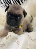 Petey, a male Pug for sale in Apple Valley, CA – 2 of 7