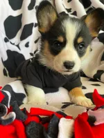 Nate , a male Pembroke Welsh Corgi for sale in Apple Valley, CA – 3 of 6