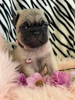 Penny , a female Pug for sale in Apple Valley, CA – 4 of 7
