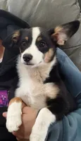 Blue - Auggie , a male Pembroke Welsh Corgi and Toy Australian Shepherd for sale in Apple Valley, CA – 2 of 6