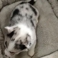 Stevie - Ready Now , a male Pembroke Welsh Corgi for sale in Apple Valley, CA – Photo 4 of 7