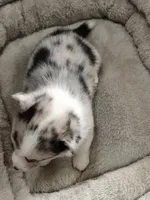 Stevie - American , a male Pembroke Welsh Corgi for sale in Apple Valley, CA – Photo 4 of 7