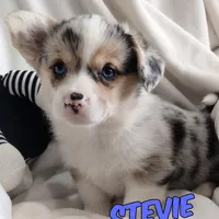 Stevie - Ready Now , a male Pembroke Welsh Corgi for sale in Apple Valley, CA – Photo 1 of 7